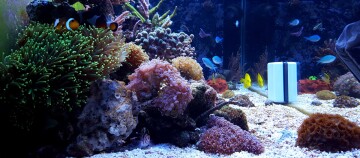 Buntes Meerwasseraquarium mit Korallen, Anemonen, Clownfisch und tropischen Fischen