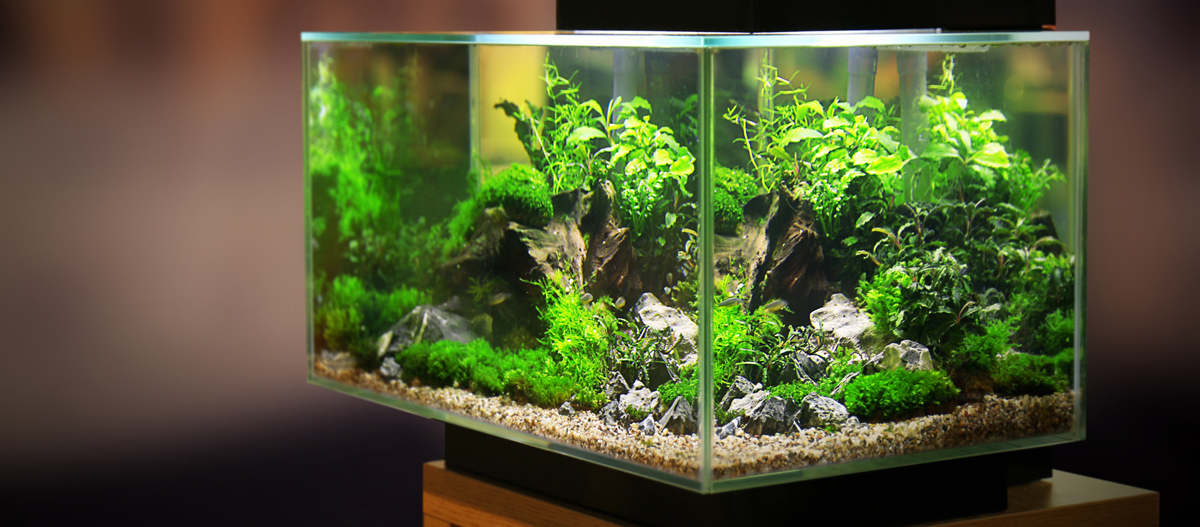 Aquarium mit Pflanzen Beleuchtetes Aquarium mit üppigen grünen Wasserpflanzen, Steinen und Wurzeln auf einem Holzständer