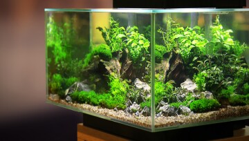 Aquarium mit Pflanzen Beleuchtetes Aquarium mit üppigen grünen Wasserpflanzen, Steinen und Wurzeln auf einem Holzständer
