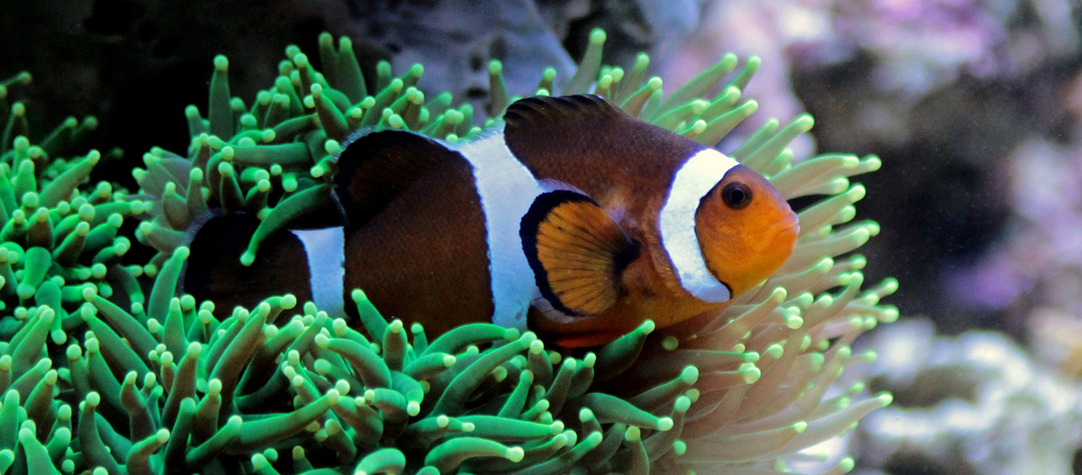 Clownfish im Aquarium