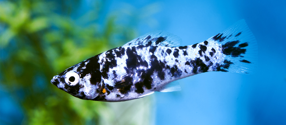 Eine Nahaufnahme eines Dalmatiner Molly. Nahaufnahme eines schwarz-weißen, gefleckten Fisches in einem Aquarium mit klarem blau-grünem Wasserhintergrund