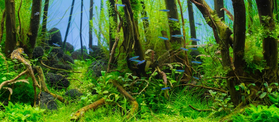 Ratgeber_Aqua_Einrichtung_4_1200x527 Natürlicher Süßwasseraquarium mit dichtem Pflanzenbewuchs, Treibholz, Steinen und leuchtend blauen Neonfischen