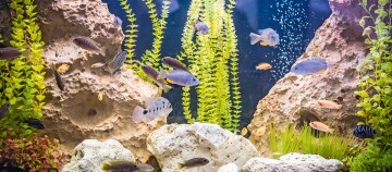 Buntes Aquarium mit verschiedenen tropischen Fischen, grünen Wasserpflanzen und natürlichen Felsen im klaren Wasser.