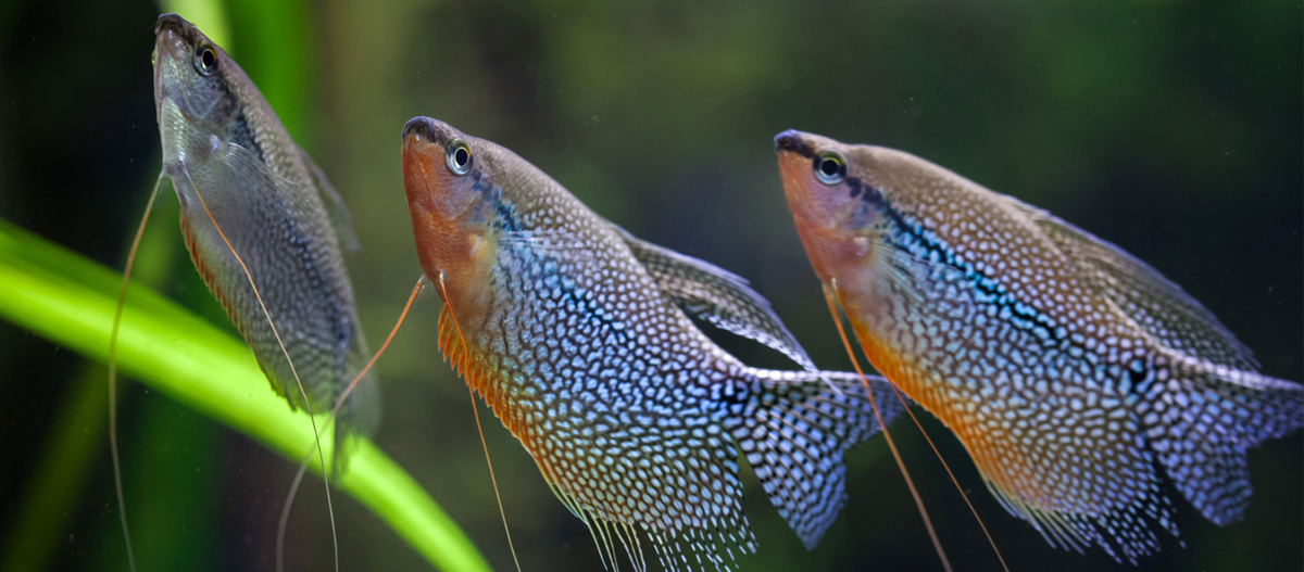 Fadenfische schwimmen nebeneinander im Aquarium Drei Perlgouramis mit schimmernden blauen und weißen Punkten in einem Aquarium mit grünen Wasserpflanzen