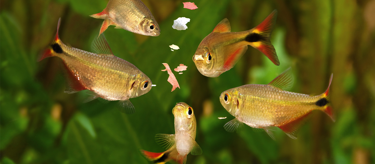 Fische fressen Futterflocken. Fünf kleine tropische Fische mit roten und schwarzen Flossen fressen Futter in einem grünen Aquarium