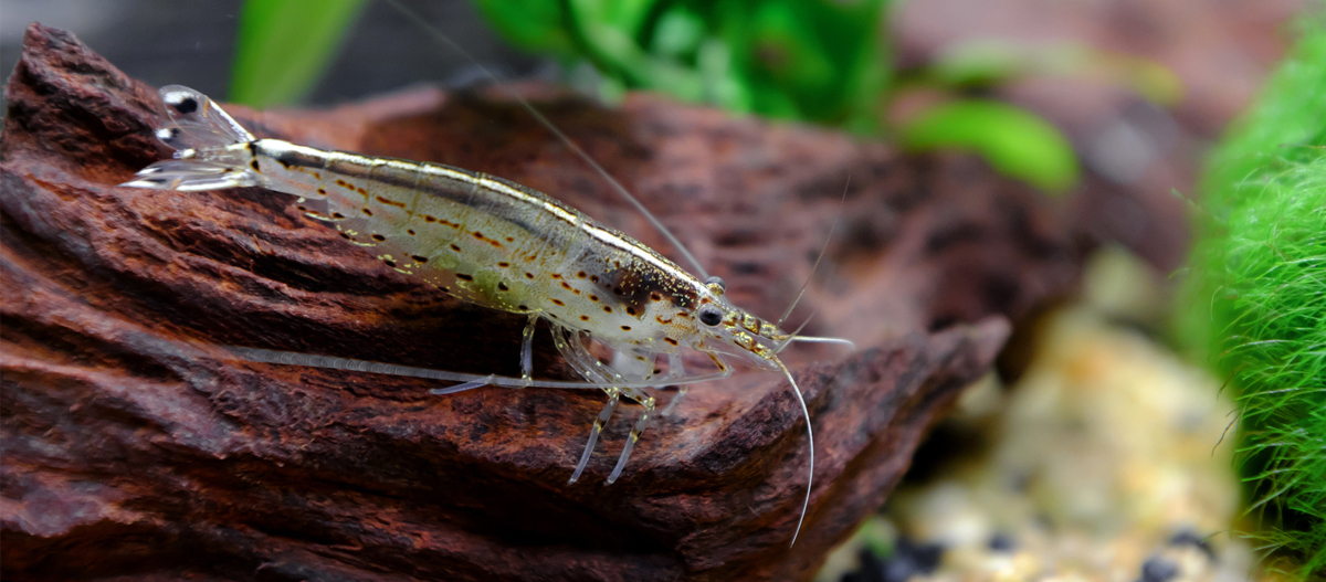 Nahaufnahme einer Garnele Nahaufnahme einer Garnele