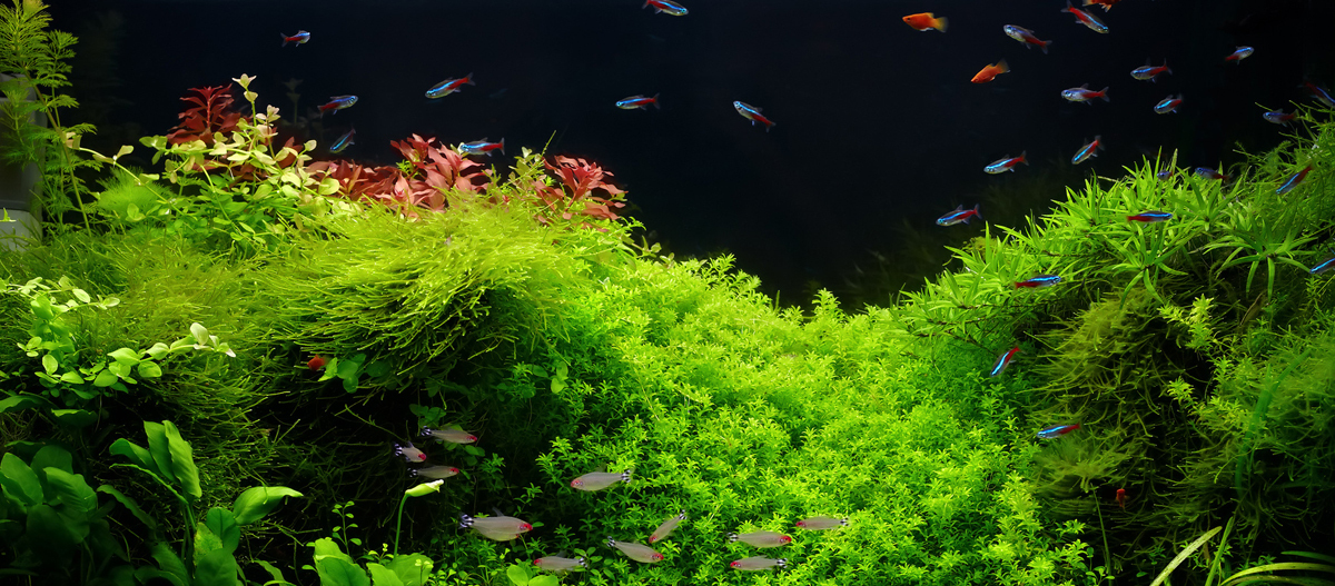 Aquarium Gesellschaftsbecken Buntes Aquarium mit leuchtend grünen Wasserpflanzen und kleinen Neonfischen in einer dicht bepflanzten Unterwasserlandschaft.