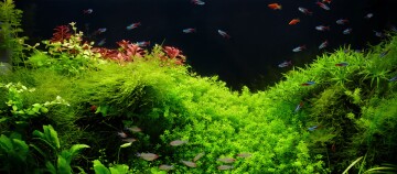 Buntes Aquarium mit leuchtend grünen Wasserpflanzen und kleinen Neonfischen in einer dicht bepflanzten Unterwasserlandschaft.