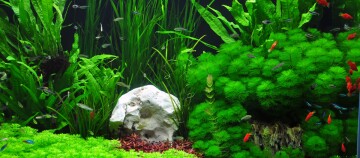 Buntes Süßwasseraquarium mit verschiedenen grünen Wasserpflanzen, weißem Stein und farbenfrohen kleinen Fischen