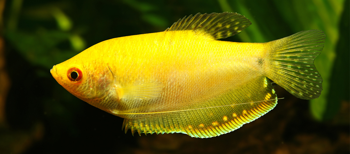 Ratgeber_Aqua_Goldener_Gurami_1_1200x527 Leuchtend gelber Aquariumfisch mit durchscheinenden Flossen und dunklem Hintergrund