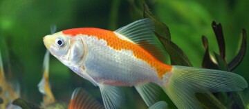 Nahaufnahme eines bunten Goldfisches mit orange-weißem Körper und durchscheinenden Flossen in einem Aquarium mit grünen Wasserpflanzen