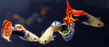 Drei bunte Guppy-Fische mit leuchtend orangefarbenen und gemusterten Schwänzen schwimmen vor dunklem Hintergrund.