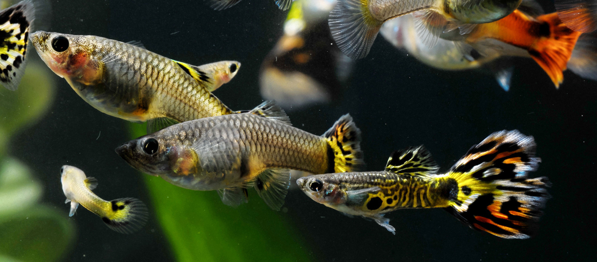 Ein Schwarm Guppy Fische Nahaufnahme von kleinen tropischen Fischen mit gelb-schwarzen Schwanzflossen in einem Aquarium mit grünen Wasserpflanzen