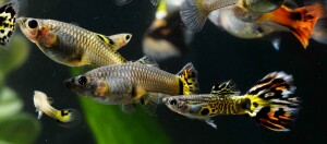 Nahaufnahme von kleinen tropischen Fischen mit gelb-schwarzen Schwanzflossen in einem Aquarium mit grünen Wasserpflanzen