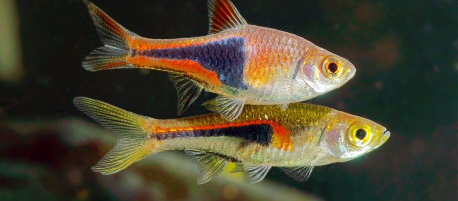 Zwei bunte kleine Fische mit orange-schwarzen Mustern schwimmen nebeneinander im Aquarium