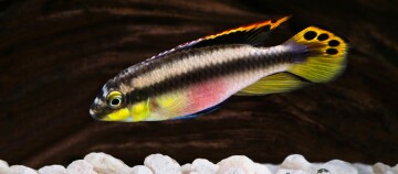 Bunter tropischer Fisch mit gelbem Gesicht und schwarzen Punkten auf dem Schwanz schwimmt im Aquarium über weißen Kieseln