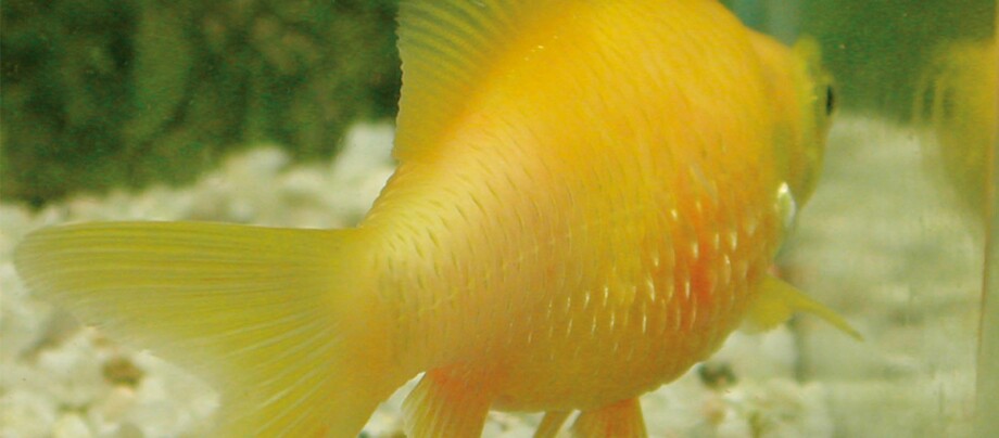 Nahaufnahme eines gelben Goldfischs mit orangefarbenem Bauch in einem Aquarium mit weißem Kies
