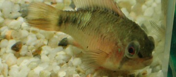 Nahaufnahme eines Goldfisches mit goldgrünen Schuppen in einem Aquarium auf weißem Kiesboden