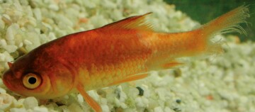 Nahaufnahme eines kleinen orangefarbenen Fisches mit sichtbaren Schuppen, der über Kieselsteinen im Aquarium schwimmt