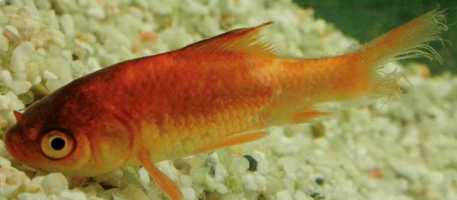 Ratgeber_Aqua_Krankheiten_Flossenfaeule_1200x527 Nahaufnahme eines kleinen orangefarbenen Fisches mit sichtbaren Schuppen, der über Kieselsteinen im Aquarium schwimmt