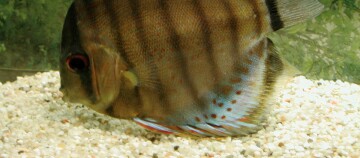 Nahaufnahme eines Diskusfischs mit roten Punkten und Streifen im Aquarium auf Kiesboden