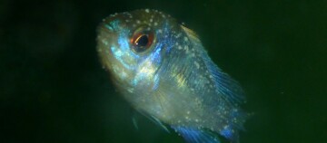 Nahaufnahme eines kleinen Fisches mit schimmernden blauen Schuppen und roten Augen unter Wasser