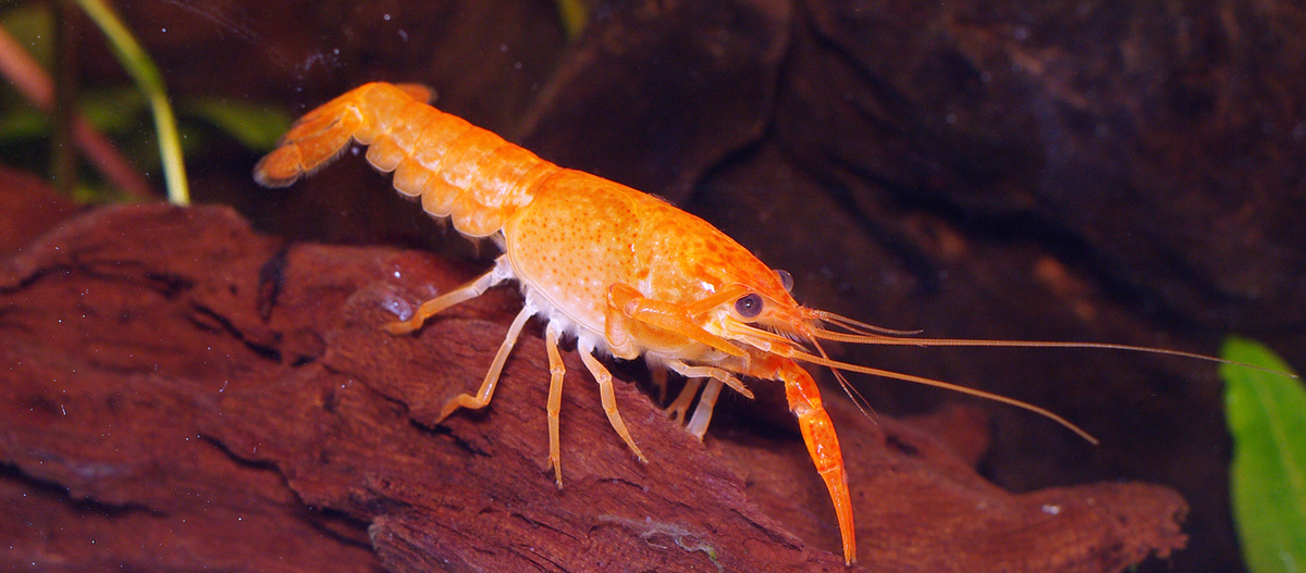 Ratgeber_Aqua_Krebse1200x527 Nahaufnahme einer orangefarbenen Süßwassergarnele auf Treibholz im Aquarium