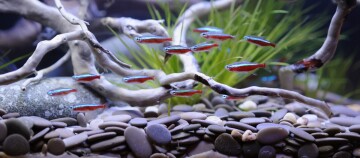 Bunte Neonfische (Neontetras) schwimmen in einem Aquarium mit glatten Steinen, Treibholz und grünen Wasserpflanzen.