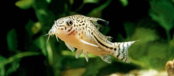 Nahaufnahme eines Corydoras-Welses mit schwarzen Flecken und Streifen in einem Aquarium mit grünen Wasserpflanzen