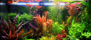 Bunt bepflanztes Süßwasseraquarium mit grünen und roten Wasserpflanzen in einer lebendigen Unterwasserlandschaft