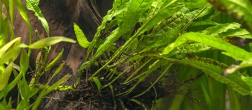 Nahaufnahme einer aquatischen Pflanze mit langen grünen Blättern und sichtbaren Wurzeln auf einem Stück Treibholz im Aquarium
