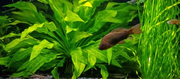 Lebendiges Aquarium mit grünen Wasserpflanzen und bunten Fischen in klarem Wasser