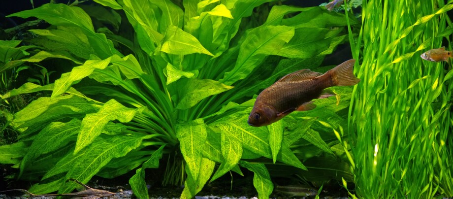 Lebendiges Aquarium mit grünen Wasserpflanzen und bunten Fischen in klarem Wasser