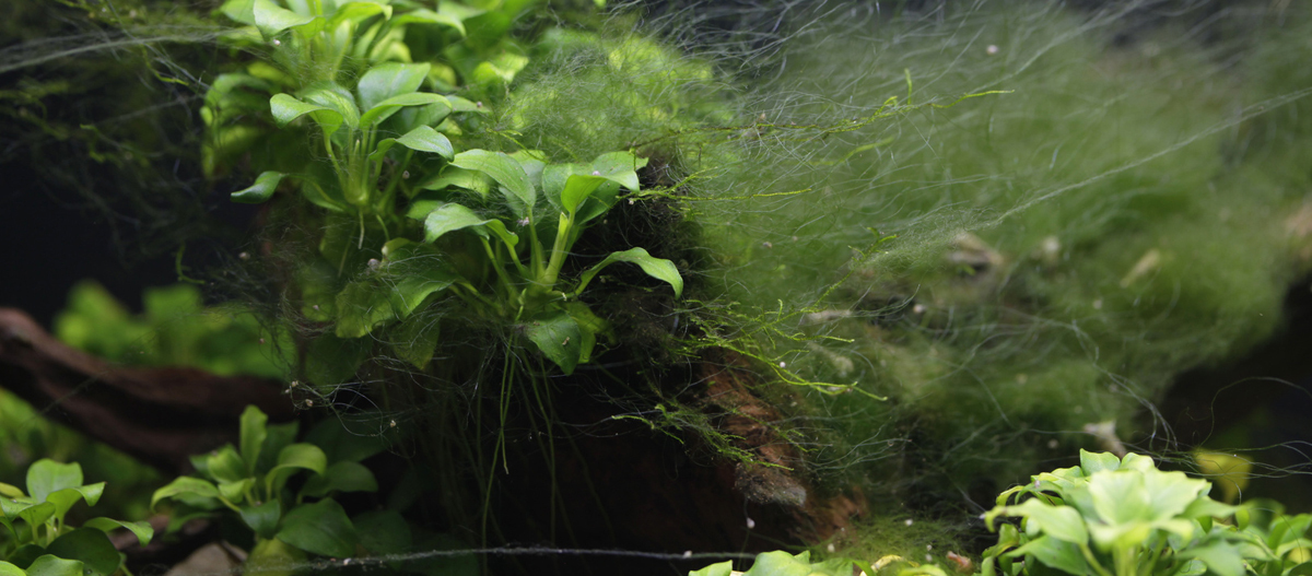 Algen im Aquarium Grüne Wasserpflanzen und feine Fadenalgen auf Treibholz in einem Aquarium