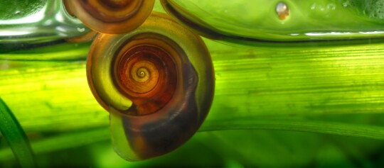 Nahaufnahme einer spiralförmigen Schneckenschale auf einem grünen Pflanzenstängel in natürlicher Umgebung