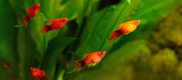 Bunte orange Aquarienfische mit schwarzem Fleck schwimmen vor grünen Wasserpflanzen in einem Aquarium