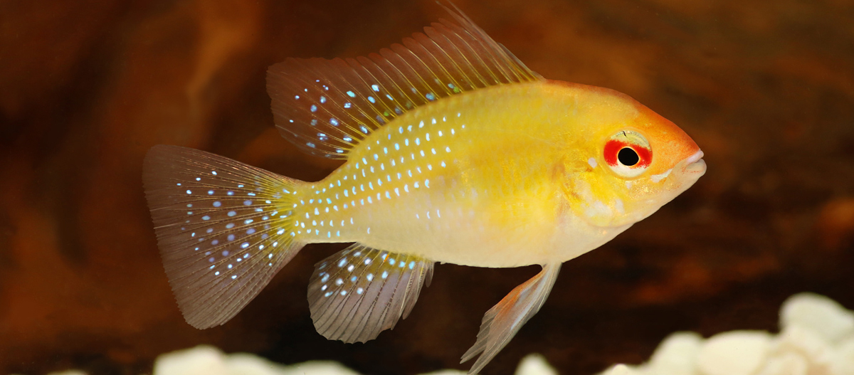 Ein gelber Schmetterlingsbuntbarsch im Aquarium Nahaufnahme eines leuchtend gelben German Blue Ram Aquarienfisches mit blauen Punkten und rotem Auge vor dunklem Hintergrund.