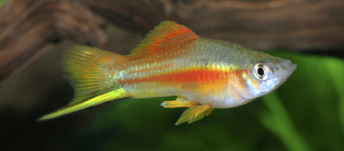 Schwertträgerfisch Bunter Schwertträger (Xiphophorus hellerii) Fisch im Aquarium mit leuchtend gelben und roten Flossen