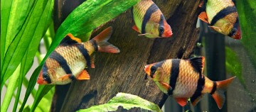 Tigerbarben im Aquarium mit grünen Wasserpflanzen und Holzdekor, lebendige tropische Fische mit orange-schwarzen Streifen