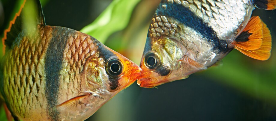 Sumatrabarbe Nahaufnahme von zwei Tigerbarbenfischen mit leuchtend orangefarbenen Flossen und schwarzen Streifen, die sich in einem Aquarium gegenüberstehen.