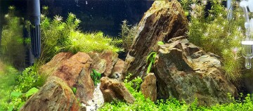 Natürliche Aquascape mit großen Felsen und grünen Wasserpflanzen im Aquarium