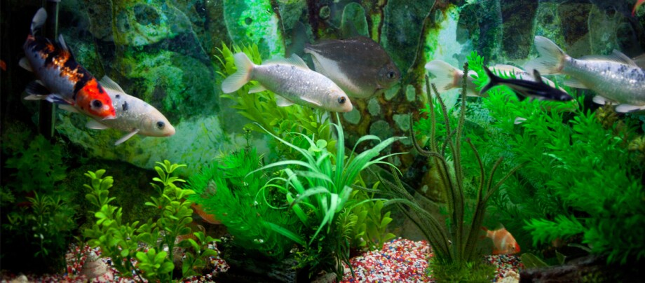 Fische im Aquarium Buntes Aquarium mit verschiedenen Fischarten, grünen Wasserpflanzen und farbigem Kiesboden