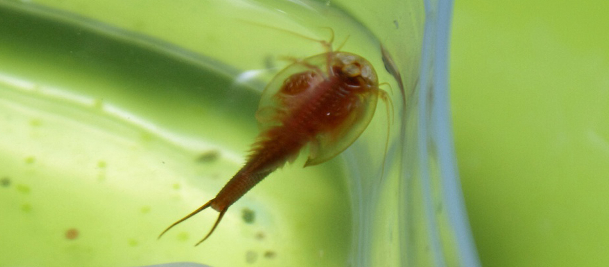 Ratgeber_Aqua_Urzeitkrebse_2_1200x527 Nahaufnahme eines Daphnia-Wasserflohs mit transparentem Körper und roten Organen im grünen Wasser
