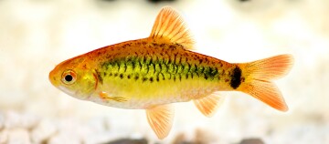 Buntes Aquariumfisch mit orangefarbenem Kopf und gelb-grünem Körper mit dunklen Mustern, Nahaufnahme