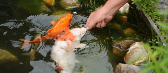 Hand füttert bunte Koi-Fische in einem klaren Gartenteich mit Steinen und Pflanzen