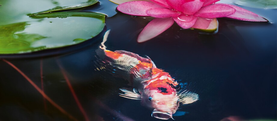 Ratgeber_GartenTeich_Koi_mit_Seerose_1200x527 Bunter Koi-Karpfen schwimmt im dunklen Teich neben einem grünen Seerosenblatt und einer pinken Seerosenblüte.