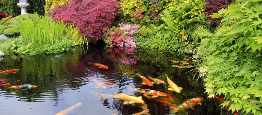 Bunter Koiteich in einem üppigen Garten mit grünen Pflanzen, Farnen und blühenden Sträuchern