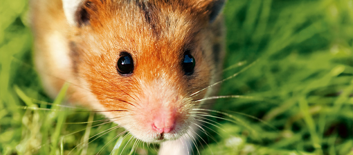 Nahaufnahme eines Hamsters. Nahaufnahme eines Hamsters mit braun-weißem Fell auf grünem Gras, fokussiert auf das Gesicht mit schwarzen Augen und rosa Nase