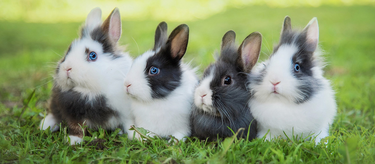 Wie Kaninchen sitzen auf einer Wiese Vier niedliche Kaninchen mit weiß-schwarzem Fell sitzen zusammen auf grünem Gras im Freien