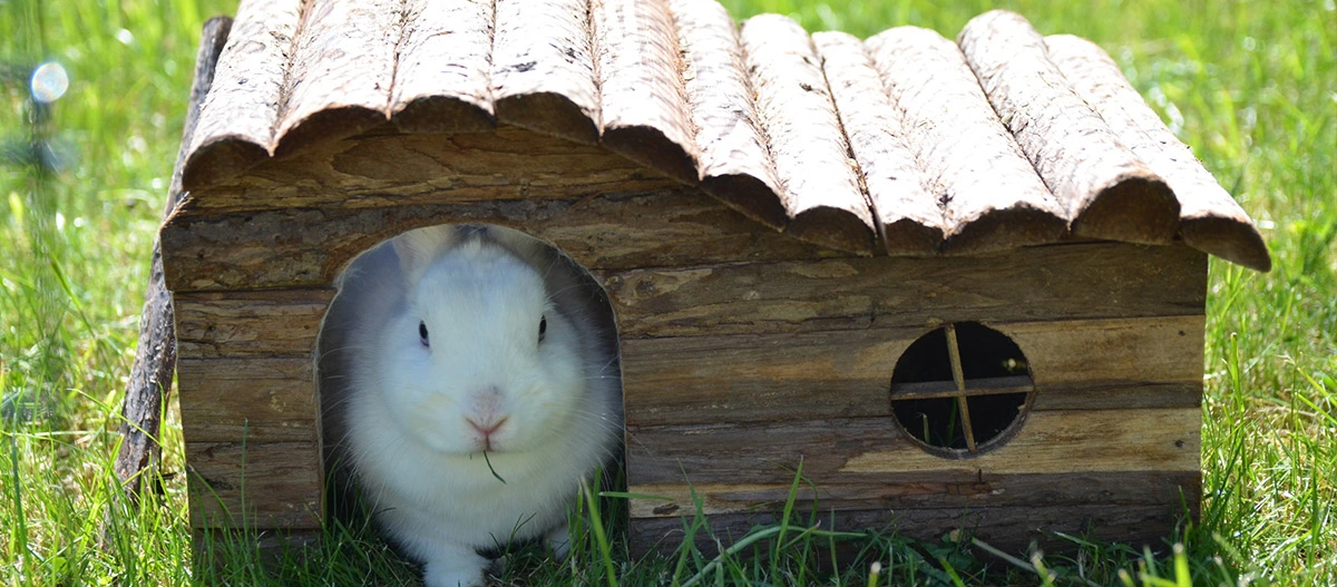 Weißes Kaninchen sitzt in einem kleinen Holzkaninchenhaus auf grünem Gras an einem sonnigen Tag